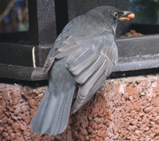 Amsel-Futterhaus-1.jpg